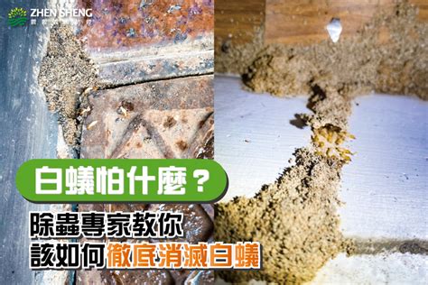 白蟻怕熱嗎|家裡有白蟻怎麼處理？白蟻怕哪些味道？除蟲3大妙招。